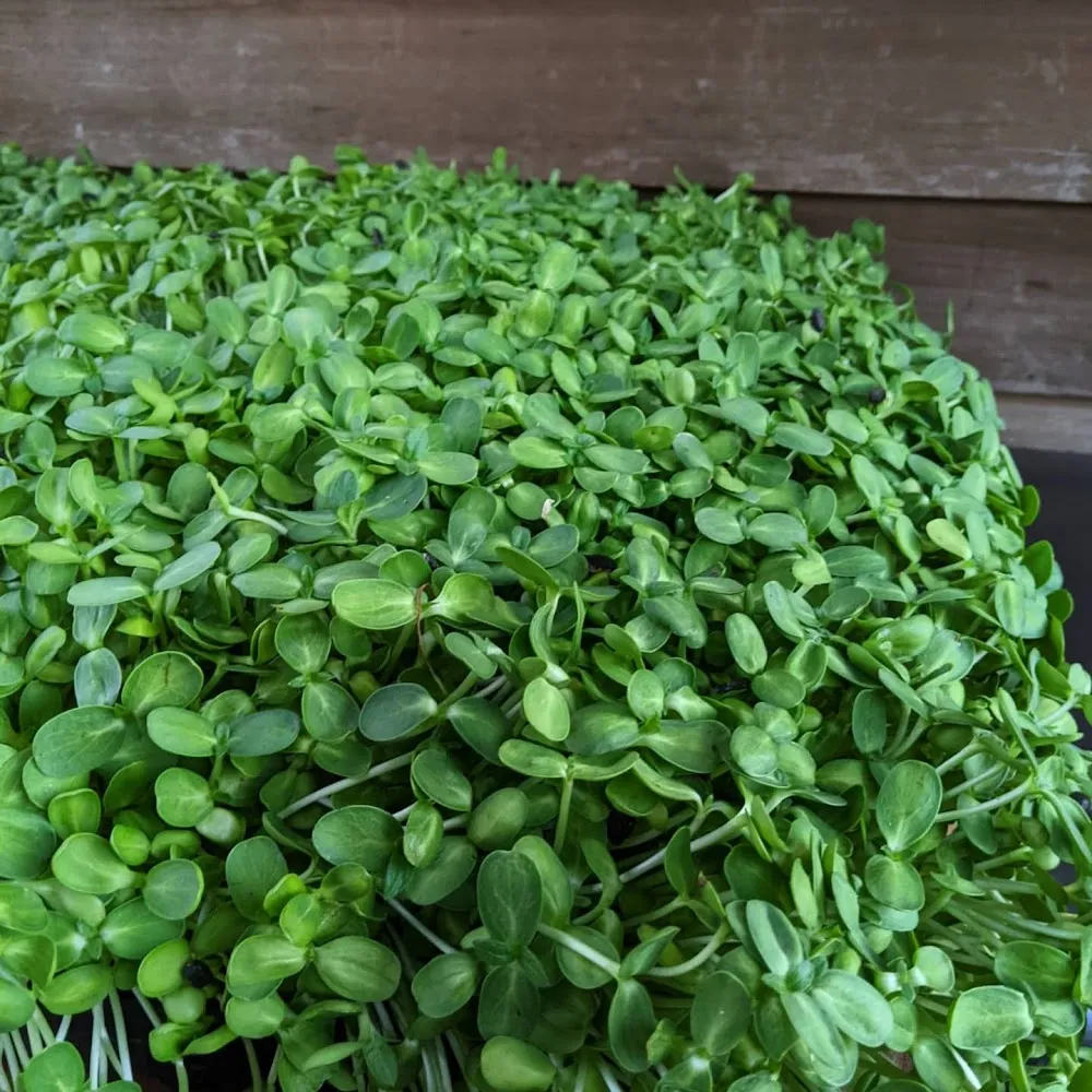 Microgreens